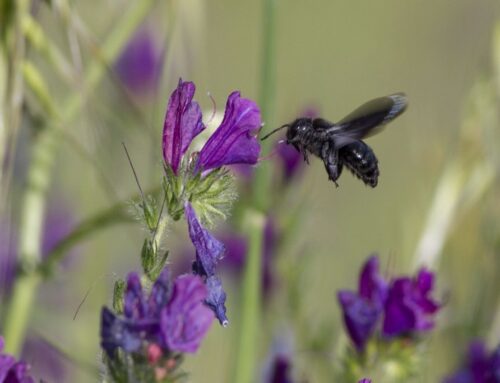 Reversing pollinator decline: why Europe must act now