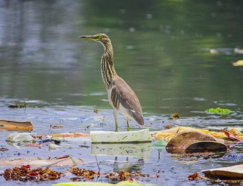 World Environment Day: UN sounds alarm on plastic pollution crisis