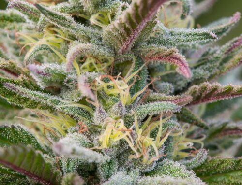 Aurora Cannabis Falls On Weak 2026 Outlook Despite Record Q4 Revenues (NASDAQ:ACB)