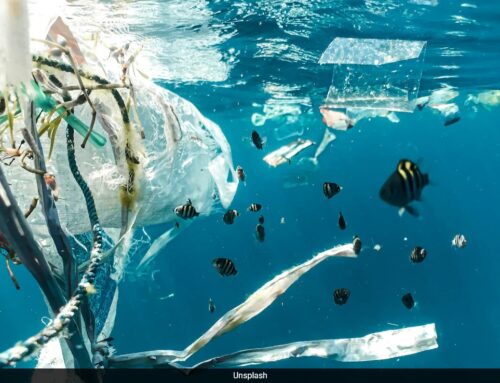 World Environment Day 2025: The Devastating Impact Of Plastic On Our Planet