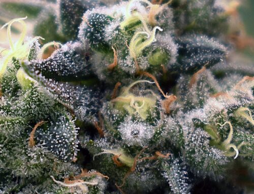 Ohio House Lawmakers Consider Bill to Eviscerate Voter-Approved Cannabis Law
