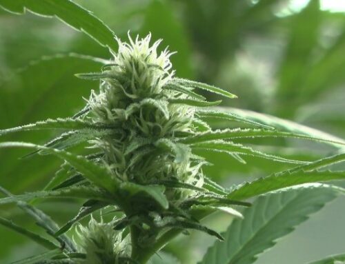 Medical cannabis expansion bill adds chronic pain patients, advances to Governor