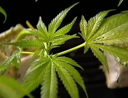 Lawmakers scrutinize Mass. marijuana regulations as they consider new bill