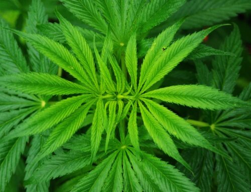 Cannabis reform bill is important step forward