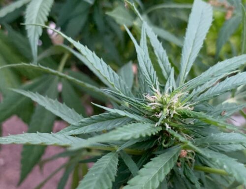 San Diego cannabis dispensaries may open longer: Council to consider new hours