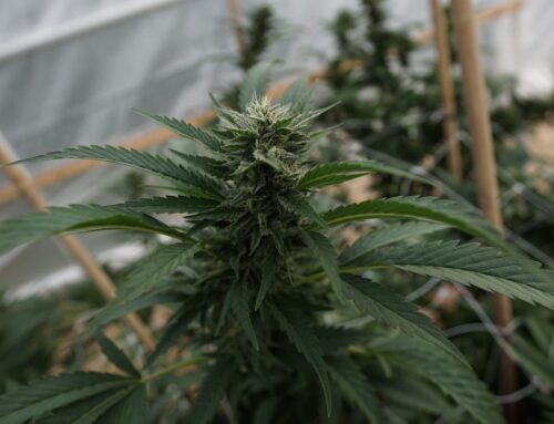 Cannabis legalization could help GOP win young voters, former congressman says (Newsletter