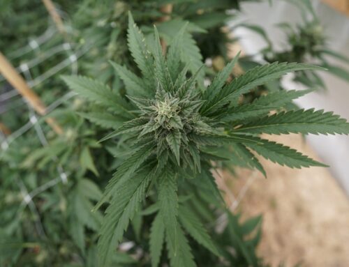 Cannabis users are too dangerous to have guns, Trump admin tells SCOTUS (Newsletter: June