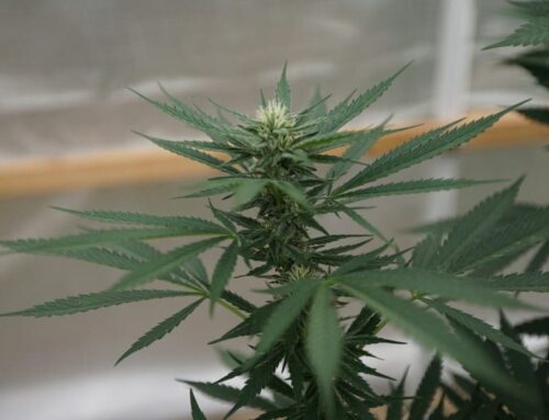 Co-Owners Of Company At Center Of Missouri Cannabis Recall Were Approved For Separate Mari