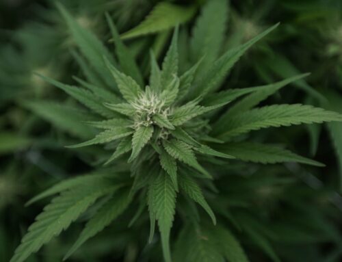 Bill on Trump’s desk could ease cannabis research, congressman says (Newsletter: June 16,