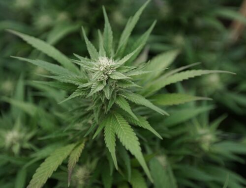 Congress can reschedule cannabis more quickly than DEA, report says (Newsletter: June 19,