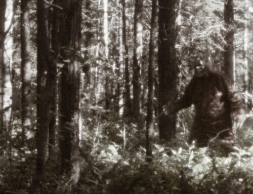 Finally Someone Is Getting Serious About Finding Bigfoot As Cannabis Dispensary Offers Dis
