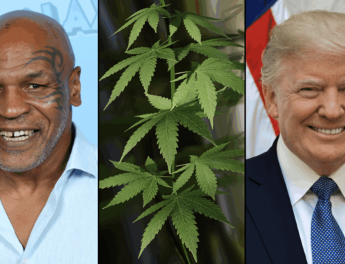 Mike Tyson Tells Trump To Reschedule Marijuana And Free Prisoners In Fox News Appearance