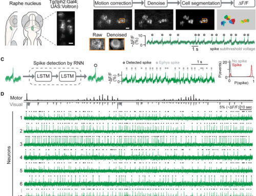 Fish in a virtual reality environment provide insights into the inner workings of neuromod