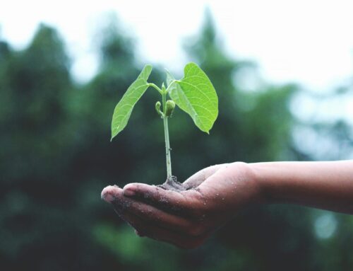 World Environment Day: Caring For Our Environment and Energy Future