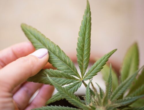The legal weed market in Minnesota gets closer as state issues first license