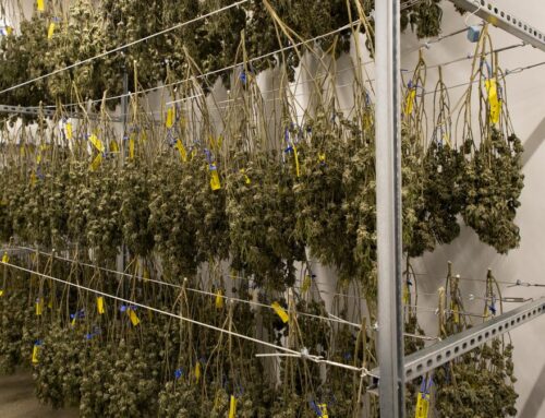 Sale of big St. Louis-based cannabis firm closes for $102M