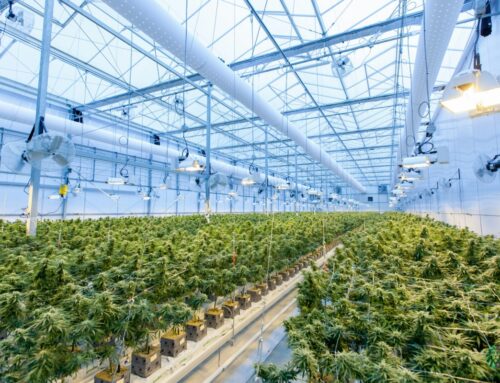 B.C. cannabis producers navigate rising costs as tariffs affect supply chains