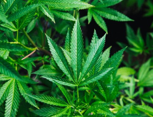Why the War on Cannabis Refuses to Die: How Boomers and the Yippies Made Weed Political