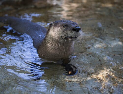 River otters in Western Pennsylvania: An environmental success story