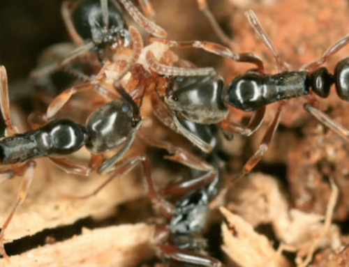 Invasive ants spotted in dozens of states pose danger to humans, environment