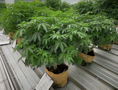 As concern grows over impact of cannabis in Mass., new attention to old health warnings