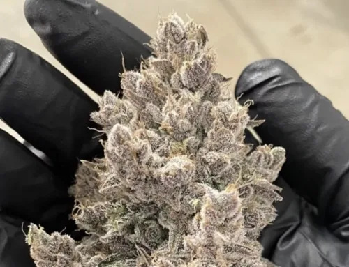 High Hopes: How Ohio’s Cannabis Industry Can Cultivate Quality Jobs