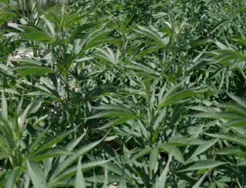 Texas cannabis industry faces collapse as THC ban heads to governor’s desk