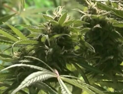 Minnesota cannabis license lottery lights up future for 249 winners