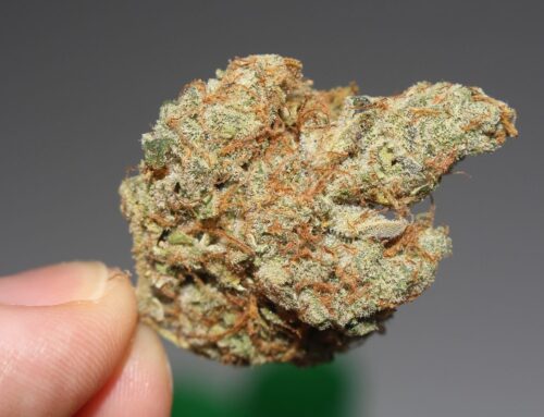 Congress votes to let VA docs recommend medical cannabis for veterans (Newsletter: June 26
