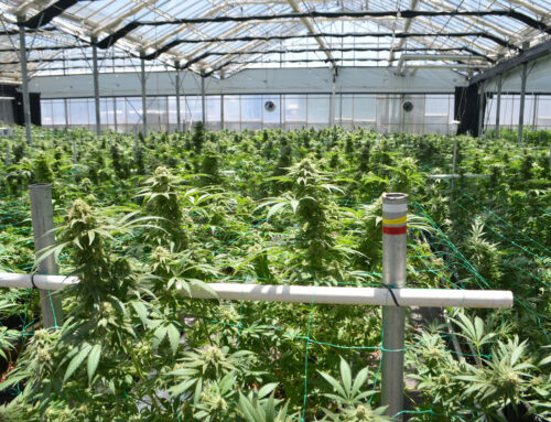 Cannabis Revenue Continues to Fall as County Adjusts to Lower Revenue | Local News