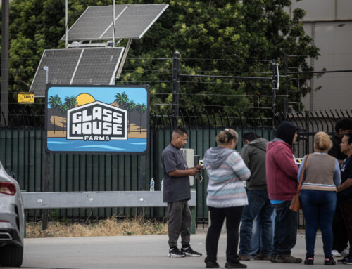 California cannabis companies thought Trump would be an ally. Then the raids happened