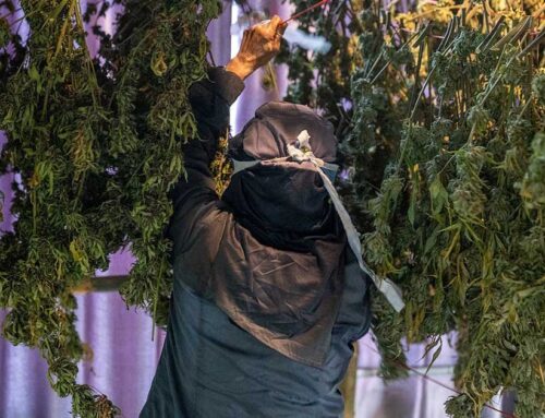 Thailand’s Changing Cannabis Rules Leave Farmers in a Tough Spot