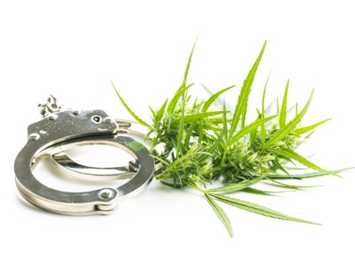 SB 2514 Law Establishing Revoking of Medical Cannabis Cards for Drug-Related Crimes, Signe