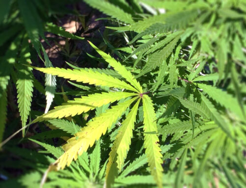 Moore backs off proposed Catonsville cannabis incubator, says state will find new site