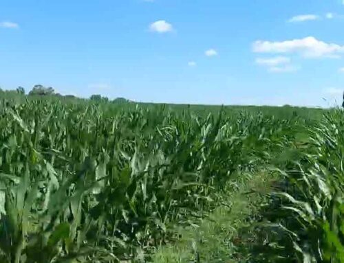 Iowa farmers highlight ongoing and evolving conservation efforts to improve the environmen
