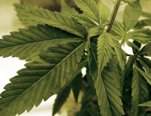 Marijuana business owner says customers stocked up ahead of cannabis tax increase