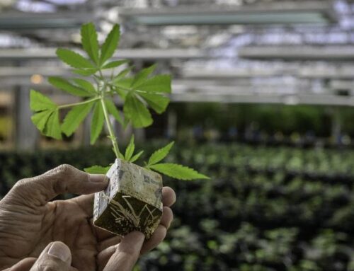 NM Supreme Court clarifies warrantless search legality during hazy cannabis era