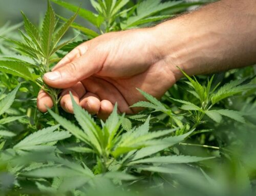 IL state rep. pushes for rapid changes in hemp cannabis regulations