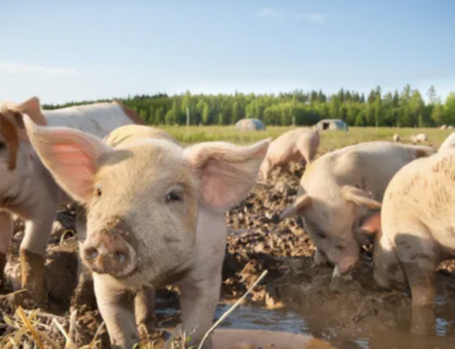 Renewable Energy Certificates spark swine industry concerns