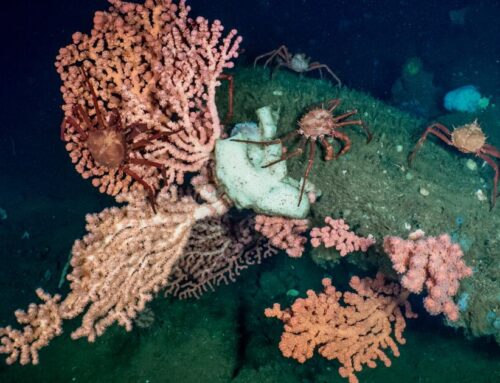 California moves closer to ’30×30′ conservation goals as threats to public lands loom