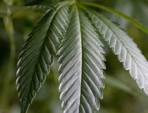 Behind the scenes of Kentucky’s medical marijuana program: A Q&A with reporter Marina John
