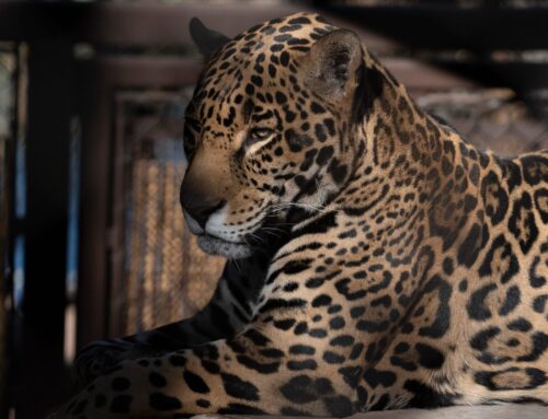 Border wall in Arizona would imperil jaguar, ocelot, groups say in lawsuit
