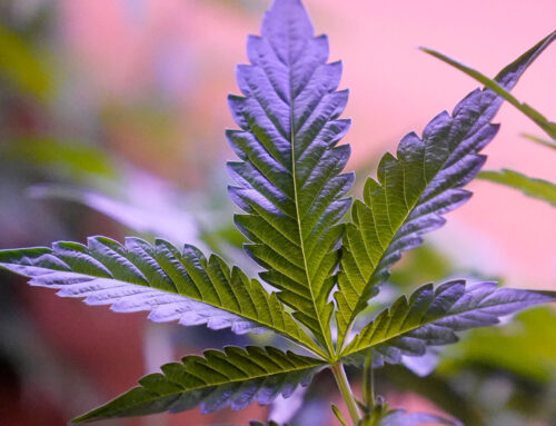 Cannabis community fund lags in Maryland counties