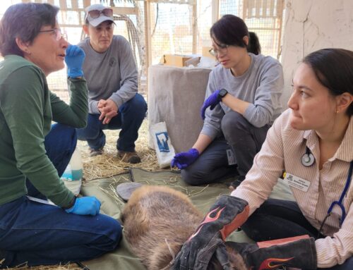 Gnaw and order: An imperiled Arizona river gets help from relocated beavers