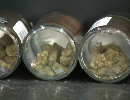 Minnesota’s retail cannabis industry growing educational opportunities
