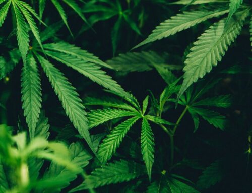 Cannabis dispensary requests permit to open shop in existing Jimmy John’s site