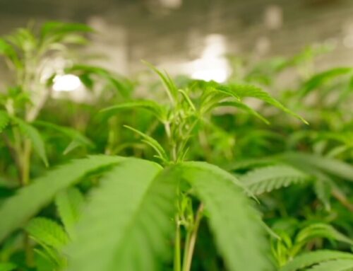 California marijuana industry faces new tax increase, threatening legal market