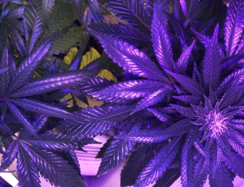 FL legal cannabis measure approaches enough signatures for 2026 ballot (Newsletter: July 3