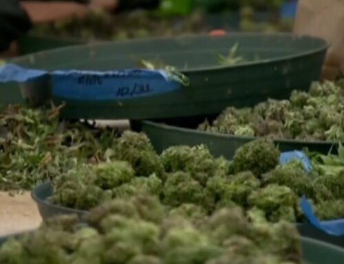 Minnesota’s first retail cannabis business owner to pass inspection