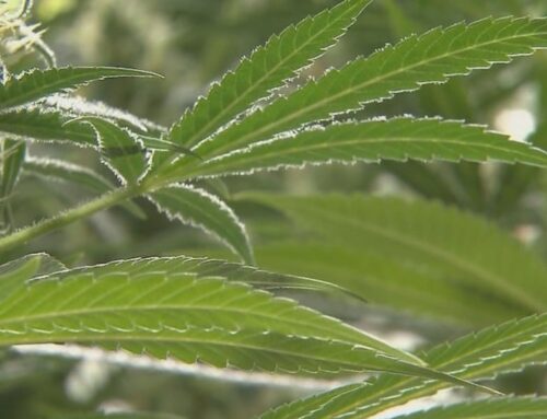 Recall issued for cannabis products made by Bootheel CannaCare